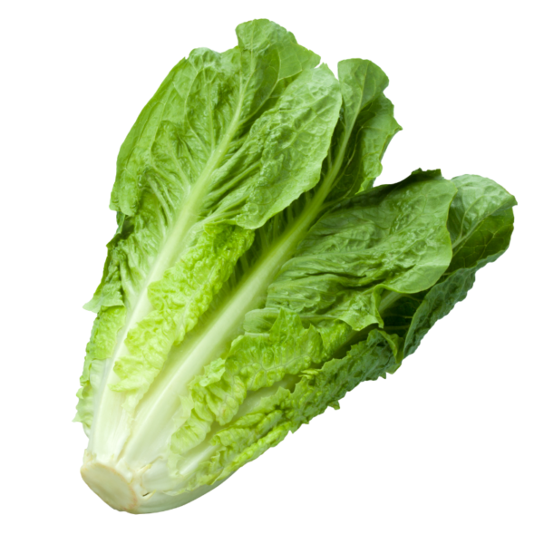 LETTUCE ROMAINE HEART
